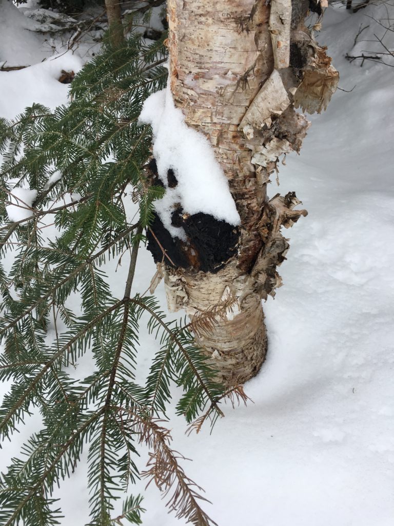 Chaga on Paper Birch Tree