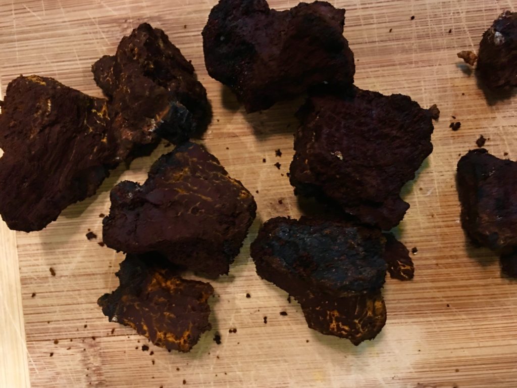How to Find Wild Chaga - Reclaim your Natural Past